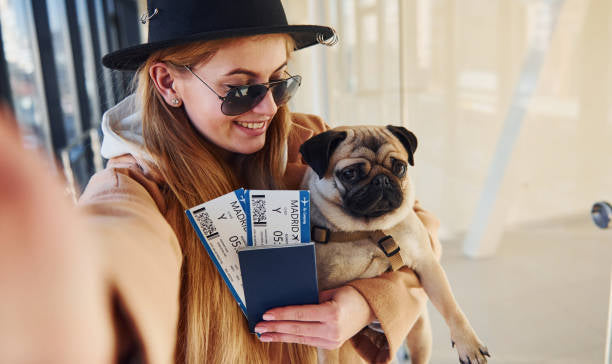 Elevate Your Travel Experience with a Flight Nanny: Paws On A Plane Ultimate Guide